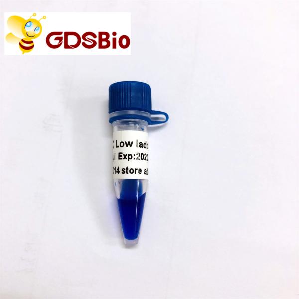 100bp 300bp LD Low Ladder DNA Marker Electrophoresis