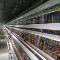 Un type grillage automatique de poulet de couche de cage de volaille