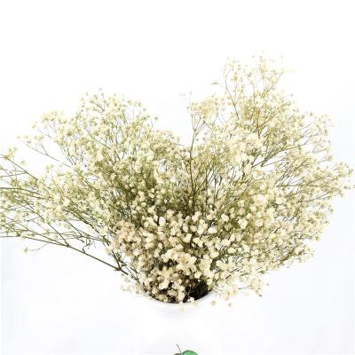 Respiração secada bonita eterno do bebê das flores para atividades da celebração