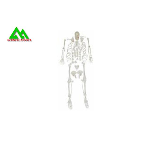 Life Size Medical Anatomical Human Skeleton Model 97 X 45.5 X 28cm