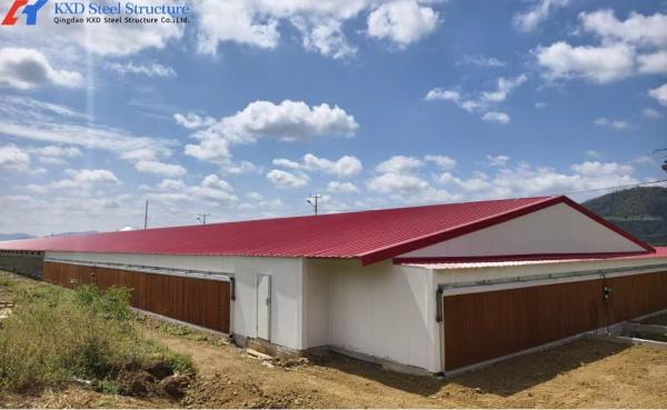 Modern Poultry Farm Steel Structure Building - Custom Light Steel Chicken House