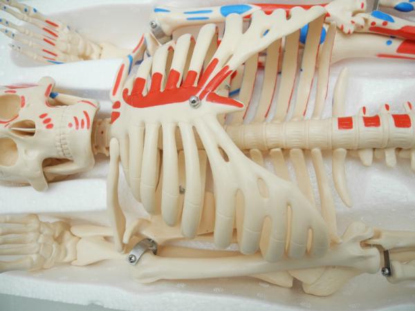 Medical Science 85cm Anatomical Skeleton Model For Anatomy Class With Painted Muscles