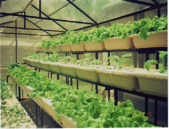 Commercial Lettuce Greenhouse Low Maintenance Weather Resistant