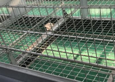 Quail Bird Farm  Commercial Poultry Watering Systems For Broilers Layers Hens