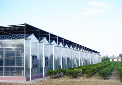 PC Sheet Commercial Hydroponic Greenhouse For Cultivation Vegetables / Flowers / Fruit Trees
