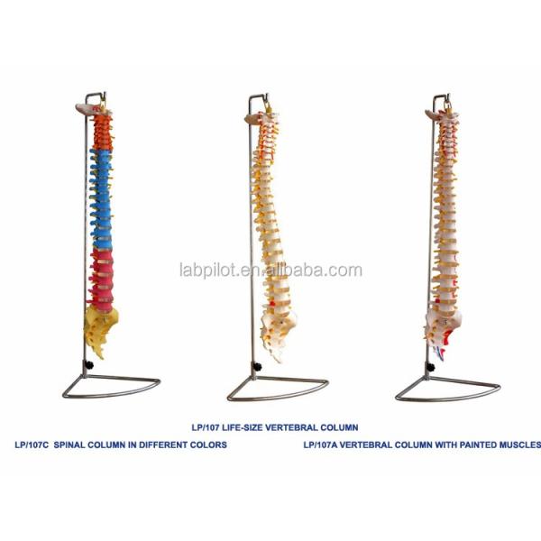 Colored Spine Model with Pelvic Cervical Lumbar and Thoracic Vertebrae Hospitals' Must-Have