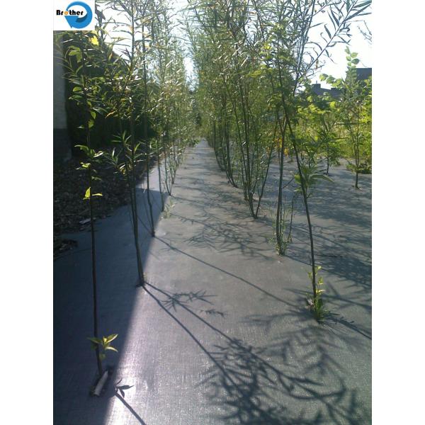 Agriculture Spunbonded Fabirc/Fruit/Plant/Flowers/Weeds/Crops Cover/Nonwoven Fabric Roll