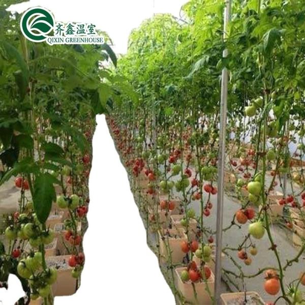 Commercial Aquaponic Aquarium System Prefabricated PO Greenhouses for Vegetables