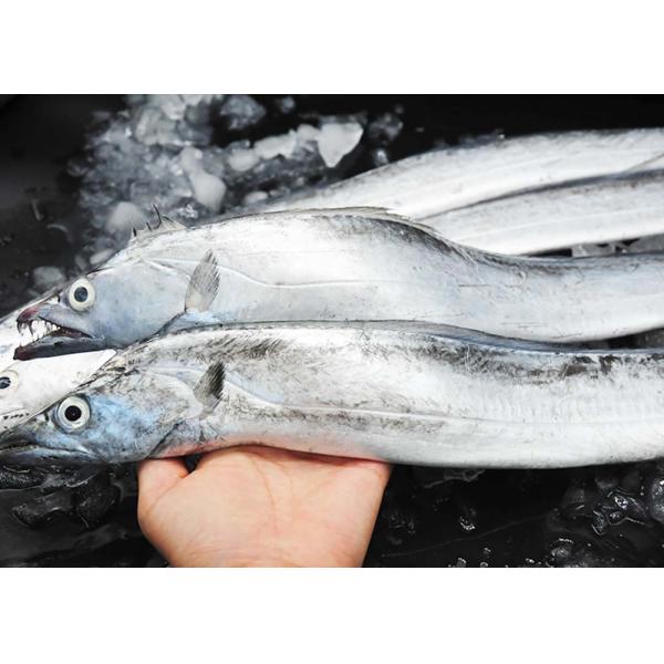 Belt Hairtail Fish Natural Seafood Iso Brc Trichiurus Lepturus