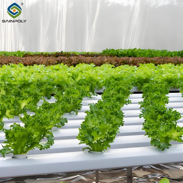 High Production Automated Hydroponic Greenhouse Large Glass Greenhouses