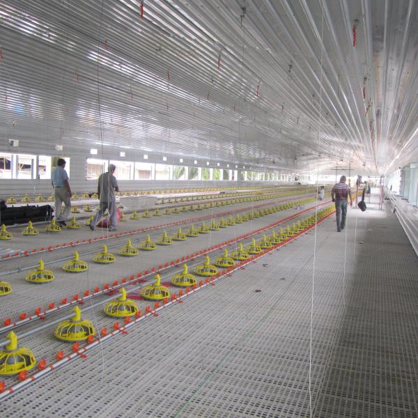Long Lasting Poultry Floor System with Automatic Feeders for Broilers