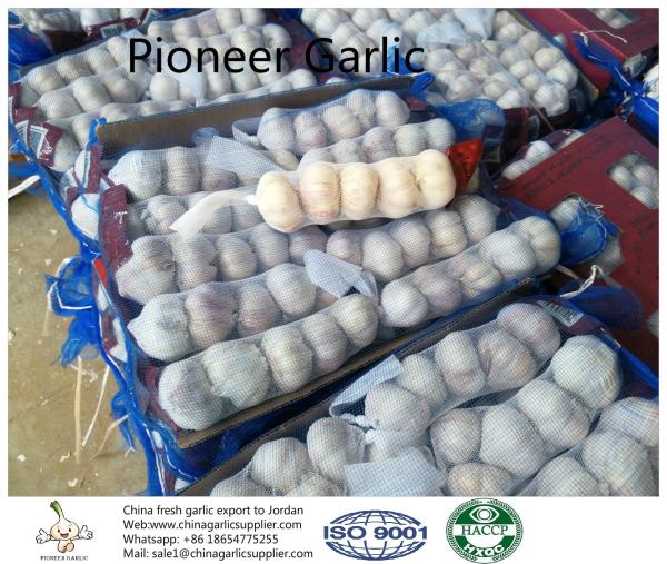 Garlic to Jordan by Pioneer garlic group in China; 5.0-5.5cm normal white garlic.