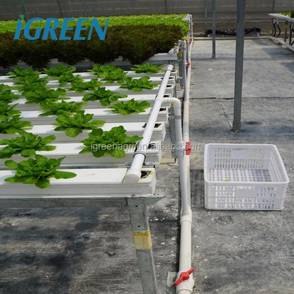 Commercial NFT Single Hydroponic System Growing Vegetable with Film Cover