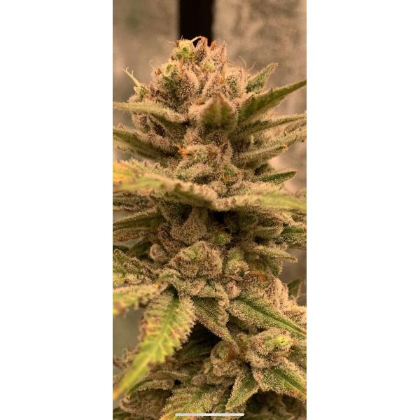 hydroponic СИД шатра IP20 720W Dimmable растет светлая панель SAMSUNG LM301B