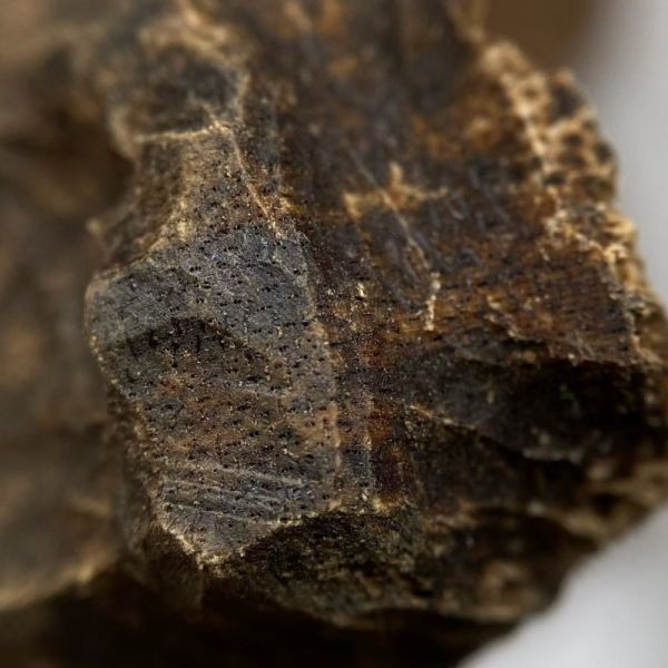 Bulk supply of authentic OUD Agarwood chips and powder ideal for perfume manufacturing and traditional incense crafting