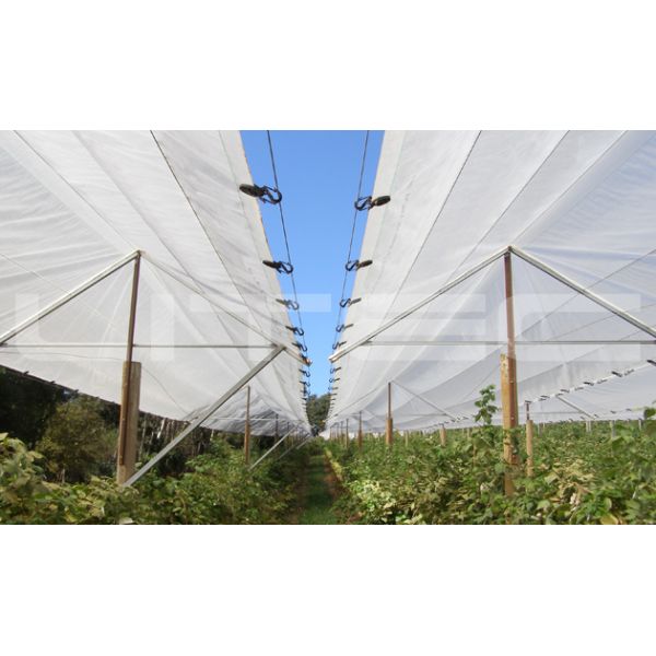 Durable Hail Net made with 100 percent virgin HDPE material providing hail damage protection for gardens and apple trees