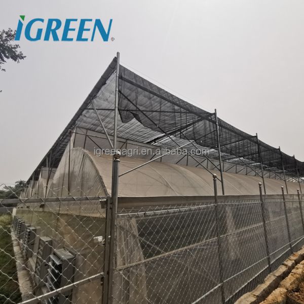 Large Single Layer Multi-span Agricultural Greenhouses with PE Film Cover for Plant Growth