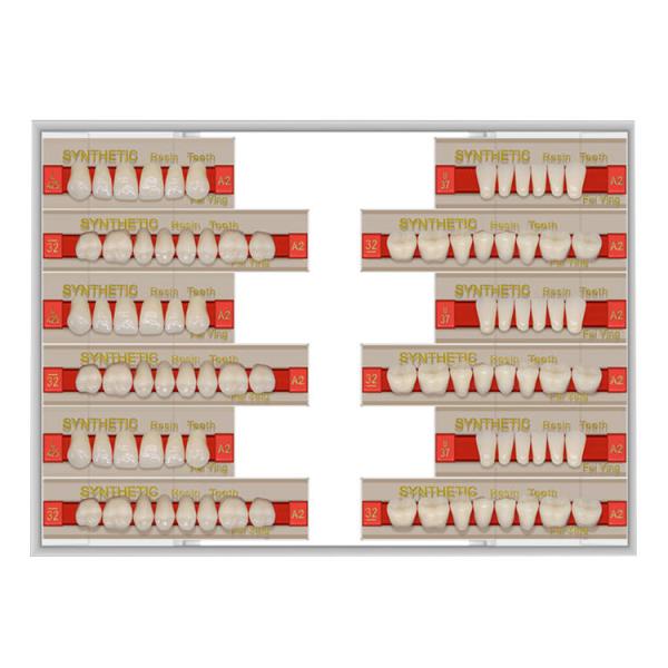 3 Layers Acrylic Resin Composite Teeth Denture Standard Size VITA Shade