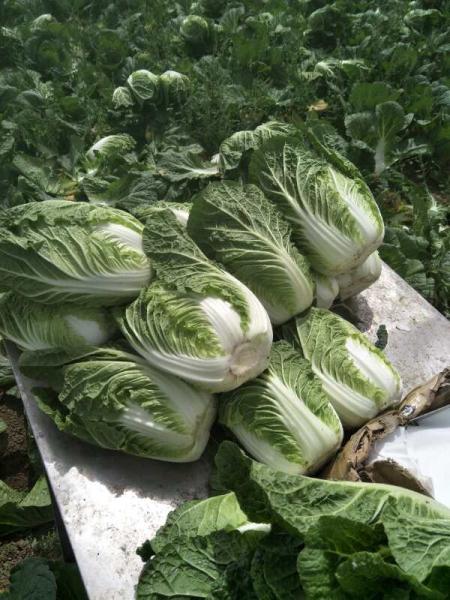 Green Outside Small Head Cabbage , Chinese Napa Cabbage Japan Standard