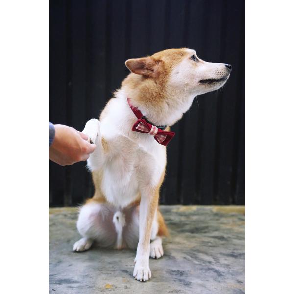 Wide Yellow Red Nylon Dog Collars Personalised Christmas Thanksgiving Dog Bow Tie