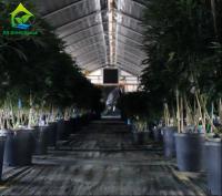 A luz comercial Dep Greenhouse Plastic Film Hot do quintal galvanizou a estufa de aço