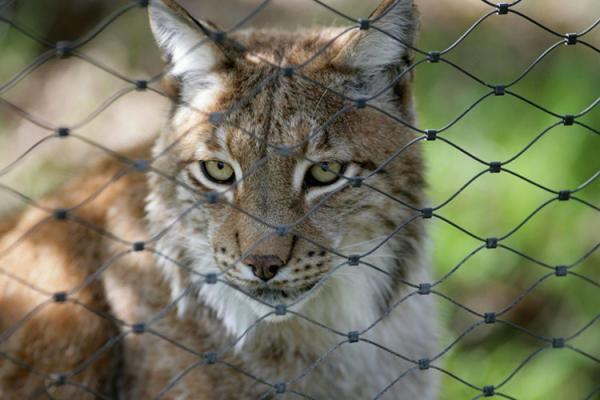 オウムのためのSS316動物園50mmの穴の鳥の飼鳥園の網