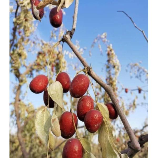 Tonify Qi Chinese Dried Red Dates Natural Chinese Dried Jujube