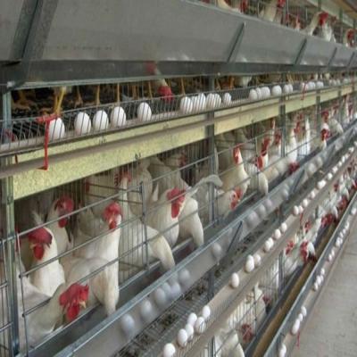 Ventilation automatisée cadre en acier gestion de poulaillerie poulaillerie
