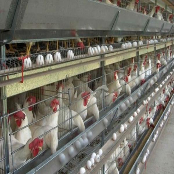 Modular Steel Structure Poultry House with Automated Ventilation
