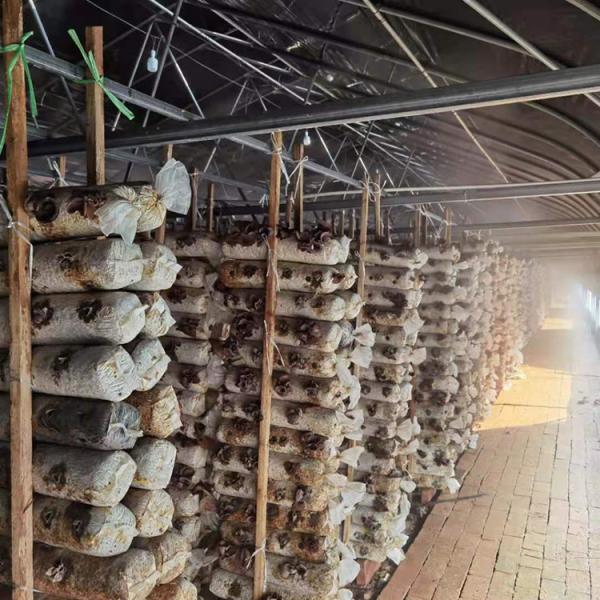 Estufa da folha do polietileno do túnel para a baixa transmissão do cogumelo preto e branco