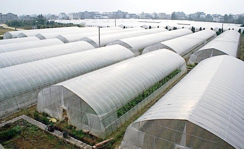 Tunnel Polyethylene Film Greenhouse / Plastic Shed Simple Galvanized Steel Frame