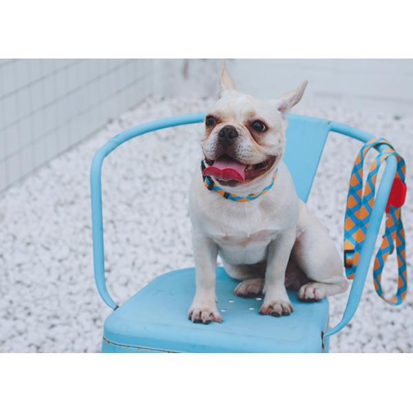 25 Ft 20 Ft 10 Ft 15 Ft Dog Seat Belt Leash Outdoor Running Patterned Polyester Webbing