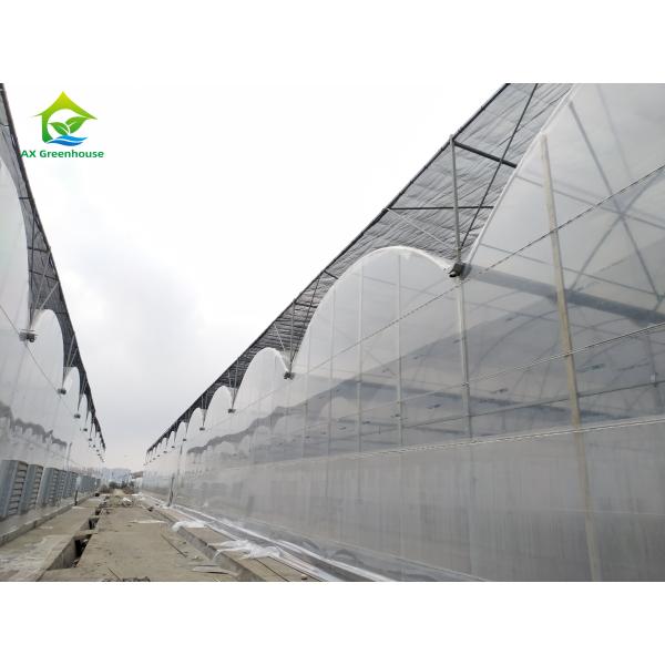 Large Multi Span Poly Tunnel Film Agricultural Tomato Growing Greenhouse