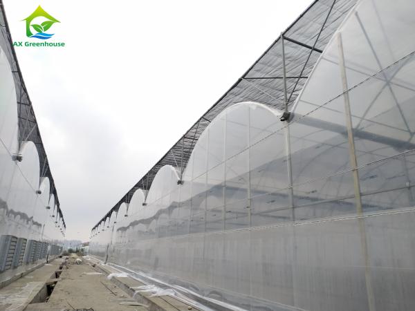 Élevage de tomates dans des serres à grande longueur de longueur