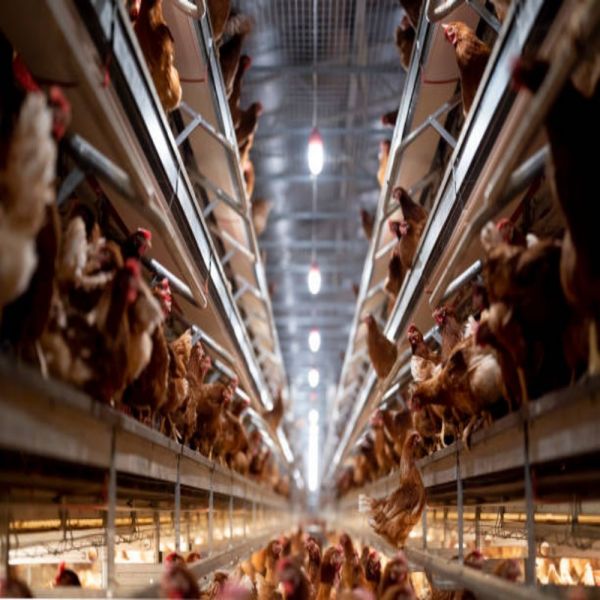 Fully Automatic Galvanized Poultry Farm Equipment with Customizable Layer Cage for Poultry House