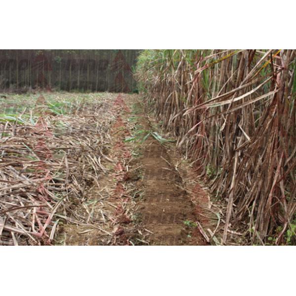 Advanced Hydraulic System Mini Sugar Cane Cutting Machine / Sugar Cane Harvester for Sale