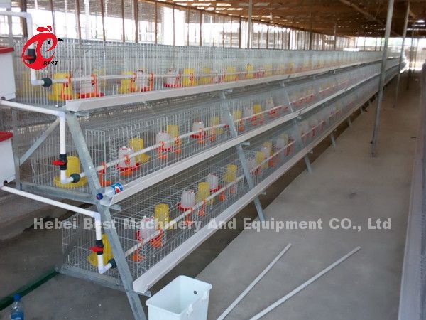 China Export Quality Battery Broiler Chicken Cage Automatic Nigeria Star