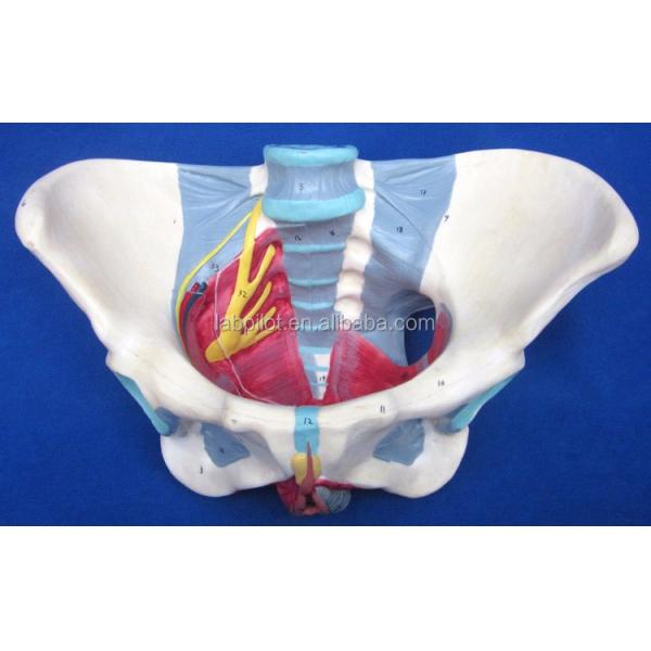 Human Reproductive System Model Advanced Pelvis with Pelvic Floor Muscles and Perineum