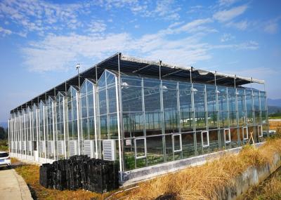 Multi Span Fully Automatic Greenhouse Large Size With Hydroponic System
