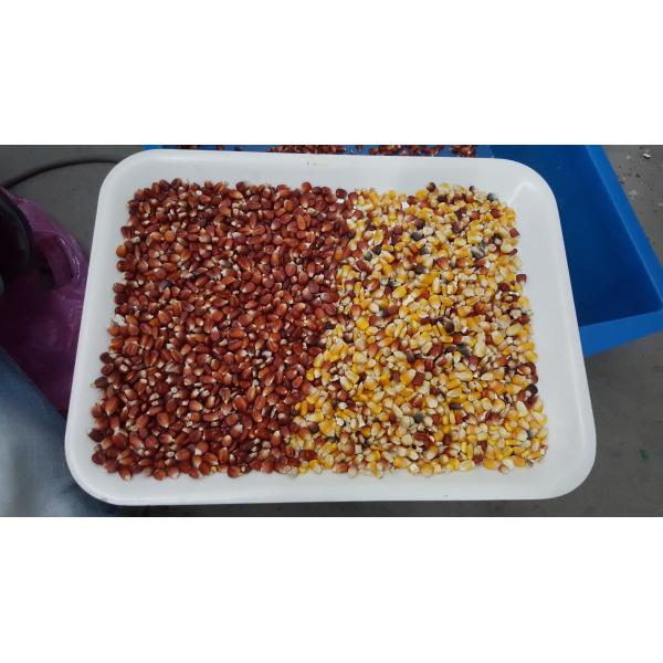 5400 Pixels Corn Grain Sorting Machine 384 Channels with High Capacity