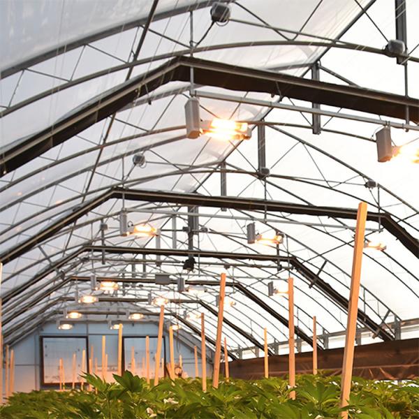 Agricultural Greenhouse 10m*100m Light Deprivation Greenhouse Hydroponic Greenhouse For Hydroponic Herb Growing