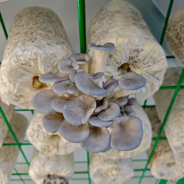 Eco Friendly Mushroom Container For Educational Purposes Durable Versatile