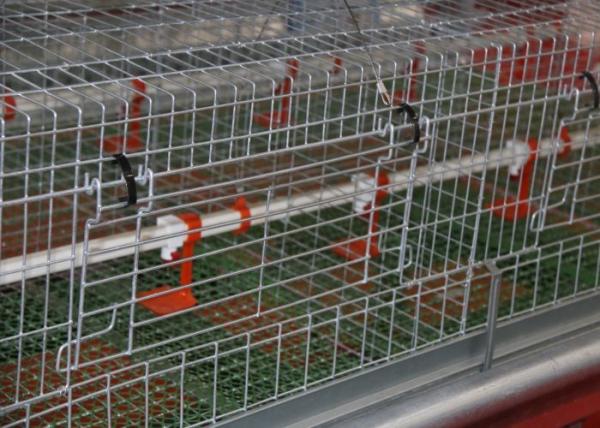 Custom Commercial Poultry Watering Systems Automatic Cup Style Poultry Chicken Drinkers