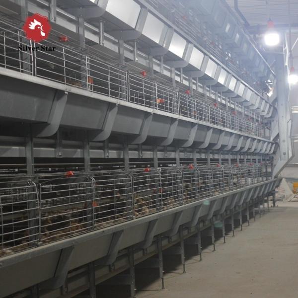 H Type Layer Chicken Cage System | Automatic Poultry Equipment for Commercial Egg Farms