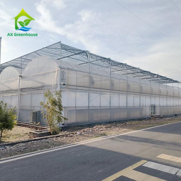 Оцинкованная стальная рама PE Пластиковая пленка теплица для сельского хозяйства Недорогой туннель