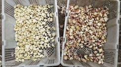 CCD Camera Optical Garlic Colour Sorting Peeling Garlic Removing Spotted Machine Walnut Garlic Cherry Coffee Color Sorter Machine with CE