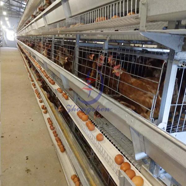 China Source Manufacturer Egg Conveyor Belt of Egg Collecting System in Chicken House