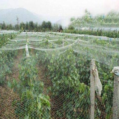 UV Resistant Anti Bird Net Square Mesh with Various Mesh Sizes