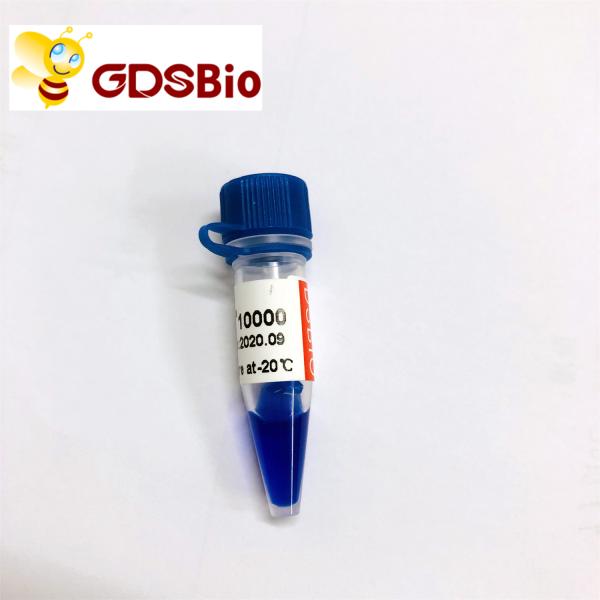 10000bp 10kb DNA Ladder Electrophoresis High Purity Reagents