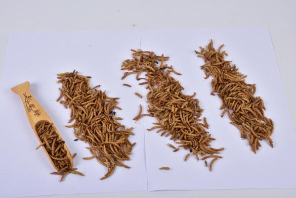 Wholesale High Quality Yellow Dried Mealworms, Dried Mealworm Powder